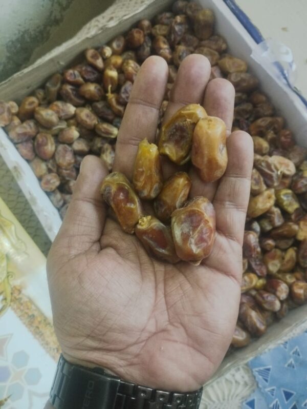 Balochi Aseel - Image 2